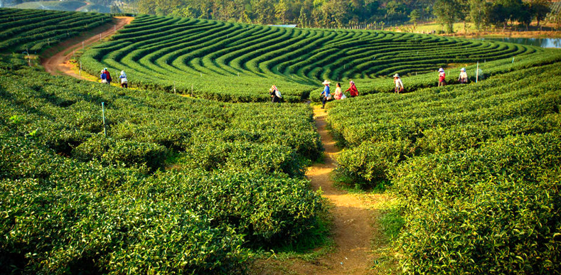 North East Delight With Pelling Package North East Delight With Pelling Package