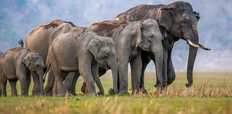 Rajaji Weekend Tour Rajaji Weekend Tour
